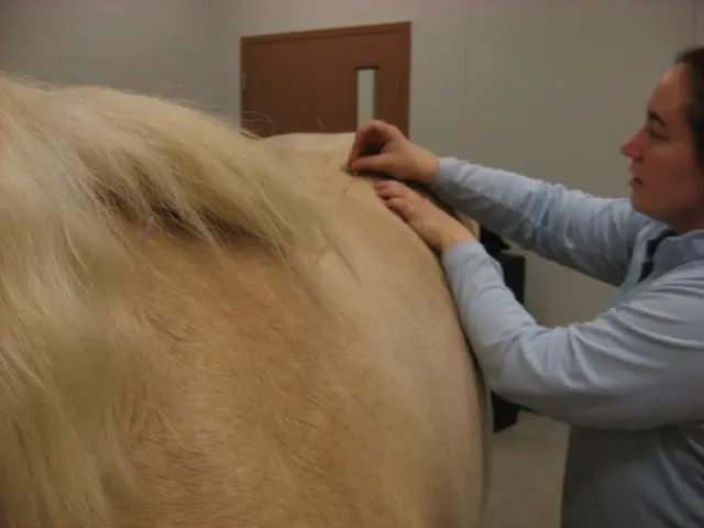 Acupuncture treatment on a horse's back