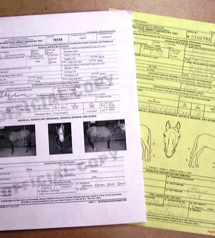 Coggins test paperwork