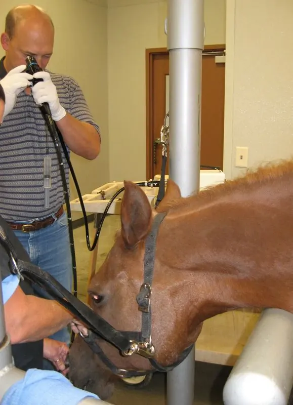 Veterinarian performing an endoscopy