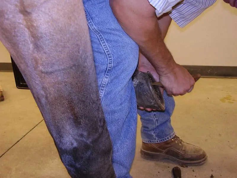 Veterinarian using hoof testers