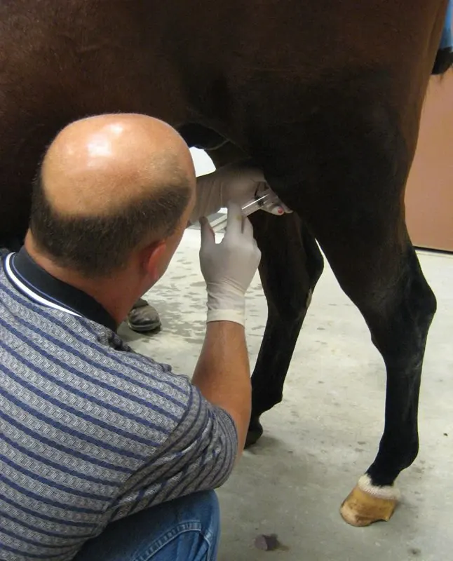 Veterinarian treating a horse's lower leg