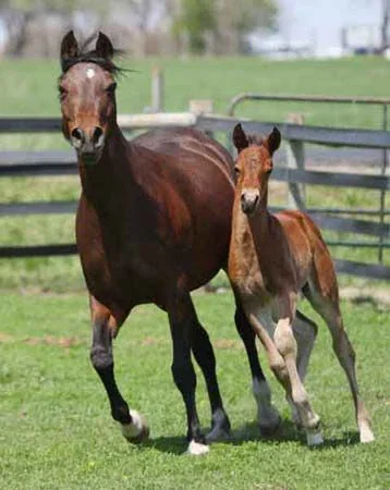 Mare and foal in a pasture
