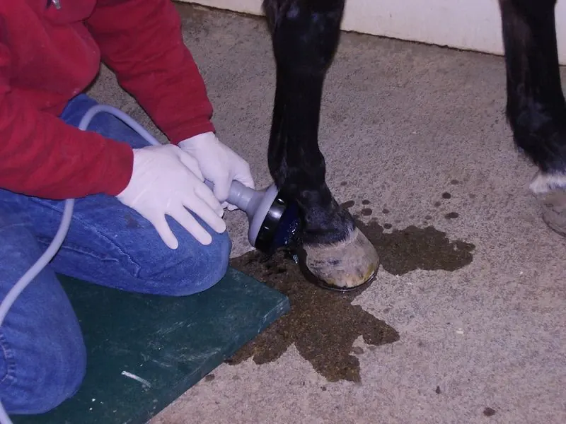 Shockwave treatment on a horse's lower leg