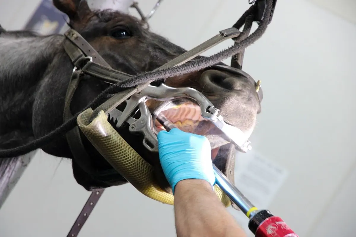 Veterinarian floating a horse's teeth