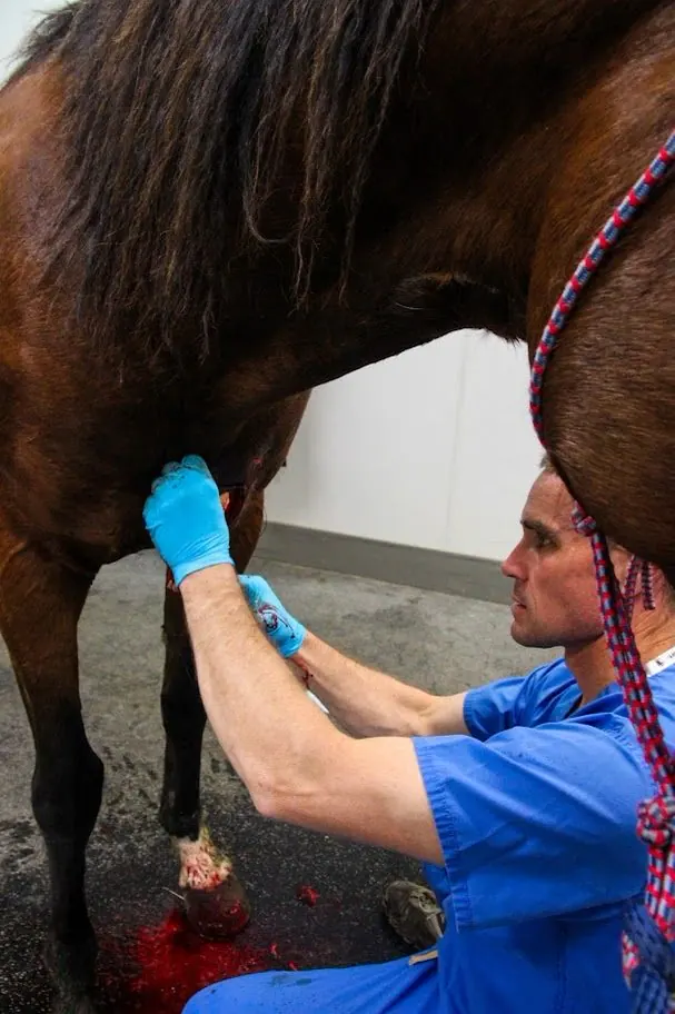 Veterinarian bandaging a horse's leg