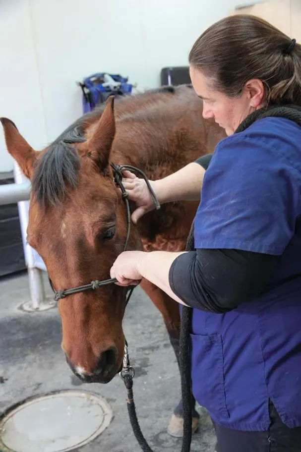 Veterinarian examining a horse's back
