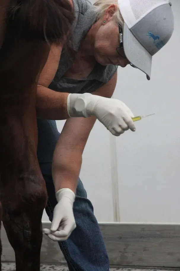 Lameness exam on a horse's hoof