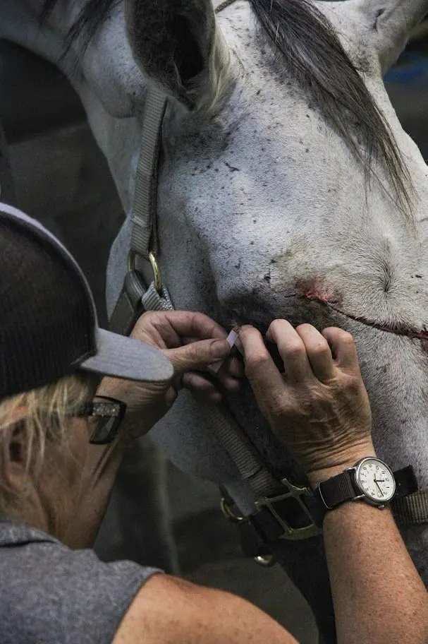 Injection given to a gray horse