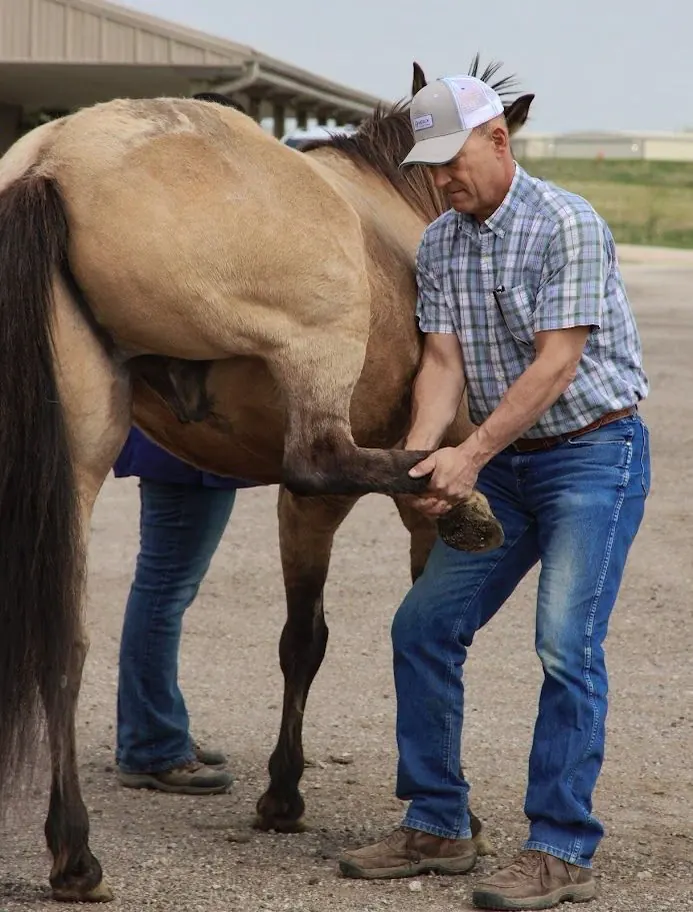 Veterinarian doing a flexion test