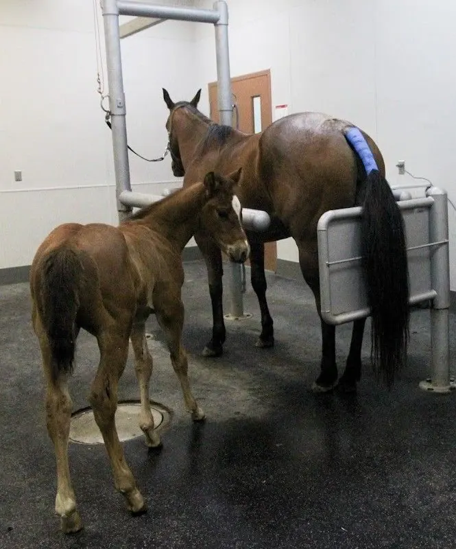 Mare and newborn foal in a stall