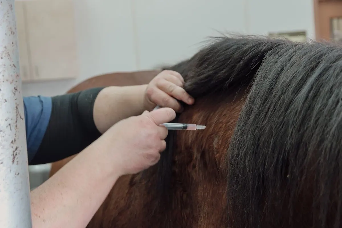 Vaccine being given in a horse's neck